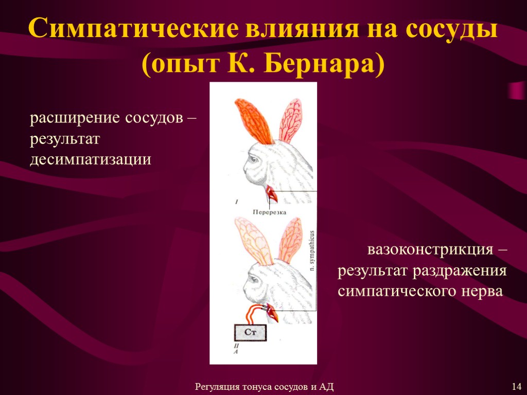 Симпатические влияния на сосуды (опыт К. Бернара) расширение сосудов – результат десимпатизации вазоконстрикция –